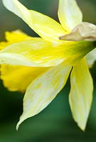 Virus de la bande jaune du Narcisse - NYSV affectant les pétales des fleurs du Narcisse. février