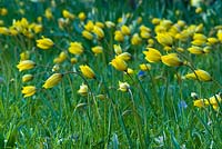 Tulipa sylvestris. Naturalisé dans l'herbe rugueuse. Avril.