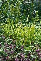Milium effusum 'Aureum' avec Euphorbia et Lamium maculatum en avril.