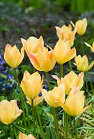 Tulipa linifolia batalinii group 'Bright Gem '. Avril