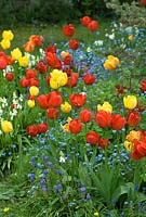 Tulipa 'Apeldoorn' et 'Golden Apeldoorn' avec des oublis de moi, des jacinthes de raisin et des jacinthes. avril