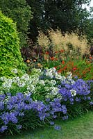 Parterre de plantes herbacées à agapanthe bleu et blanc, Humulus lupulus 'Aureus', Crocosmia 'Lucifer' et Stipa gigantea