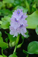 Eichhornia crassipes - jacinthe d'eau