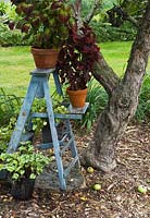 Ancien escabeau en bois peint en bleu décoré de jardinières en terre cuite contenant des plantes Solenostemon sous un Malus domestica - Pommier dans un jardin de campagne en été, Québec, Canada