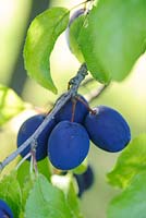Prunus - Ripe Damsons