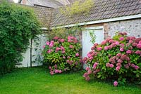 Hortensias roses à côté des bâtiments en silex et en brique. La grange aux dîmes, Cerne Abbas, Dorset