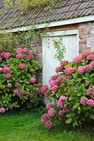 Hortensias roses à côté des bâtiments en silex et en brique. La grange aux dîmes, Cerne Abbas, Dorset