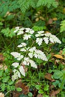 Anthriscus sylvestris montrant une dégradation de la chlorophylle en automne. Hardwicke House, Fen Ditton, Cambridge