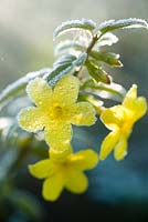 Jasminum nudiflorum. Fleurs givrées à la fin de l'automne