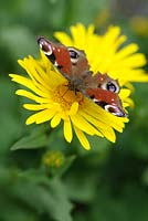 Doronicum wildenowii au début du printemps avec papillon paon - Inachis io
