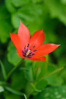 Tulipa linifolia