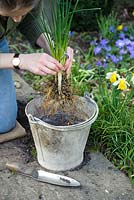 Diviser une touffe congestionnée d'ampoules Iris reticulata 'Joyce'. Laver le sol des racines