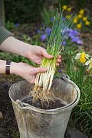 Diviser une touffe congestionnée d'ampoules Iris reticulata 'Joyce'. Laver le sol des racines