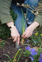 Diviser une touffe congestionnée d'ampoules Iris reticulata 'Joyce'. Replanter immédiatement