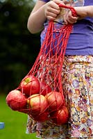 Pommes fraîchement cueillies - Malus domestica Elstar
