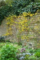 Forsythia suspensa formé sur un mur de jardin