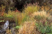 Graminées, carex et joncs plantés autour d'un grand étang naturaliste. L'automne. Cambridge
