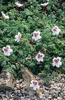 Erodium cheilanthifolium. Mai.