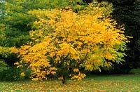 Cladrastis kentukea syn C. lutea - bois jaune - petit arbre de couleur automne. Octobre.