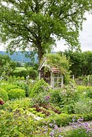 Jardin rural avec des plaques de légumes bordées de boîtes, une tonnelle antique, des sphères de boîte, une clôture en bois et un chêne sur pied