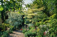 Parterres mixtes à côté du chemin avec Cornus controversa 'Variegata', Elaeagnus angustifolia avec aquilegias et Hesperis matronalis. Docwra's Manor, Cambridge