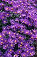Aster amellus 'Veilchenkonigin' - 'Violet Queen ' floraison en septembre. Beth Chatto Gardens
