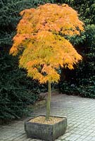 Acer palmatum 'Dissectum' formé comme standard dans un pot. Couleur d'automne. septembre