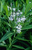 Amsonia tabernaemontana var. salicifolia - Blue Star. juin