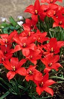 Tulipa linifolia. avril