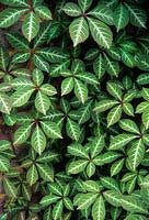 Feuillage de Parthenocissus henryana après la pluie