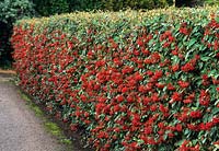 Cotoneaster lacteus cultivé comme une haie taillée formelle chargée de baies en automne. Jardins botaniques de Cambridge