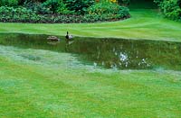 Pelouse inondée en été avec canard colvert et canard.