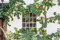 Prunus armeniaca - Abricotier formé à côté de la fenêtre