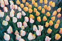 Tulipa 'Beauty of Spring' et Tulipa 'Blushing Apeldoorn',