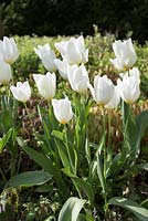 Tulipa 'Purissima' - tulipe de Fosteriana syn. Empereur blanc