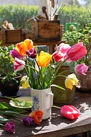 Vase de tulipes du jardin dans une cruche en céramique. Les variétés incluent 'Akebono', 'Pink Impression', 'Salmon Impression', 'Fontainebleau'