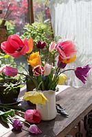 Vase de tulipes du jardin dans une cruche en céramique sur le rebord de la fenêtre. Les variétés comprennent 'Akebono', 'Pink Impression', 'Salmon Impression', 'Fontainebleau', 'Burgundy' et 'Cynthia'