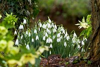 Galanthus elwesii 'David Shackleton' niché parmi les hellébores et les troncs d'arbres