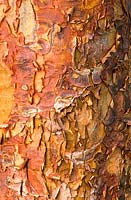 Écorce d'Acer griseum. Érable à écorce de papier