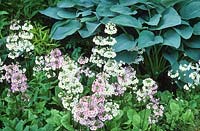 Primula japonica poussant devant Hosta 'Snowden' dans une zone humide du jardin de Beth Chatto