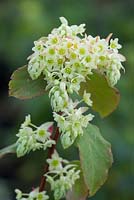 Ribes laurifolium 'Mme Amy Doncaster '. Groseille à feuilles de laurier