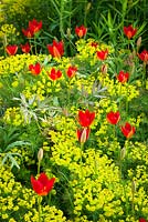 Tulipa sprengeri Trotter's forme poussant à travers Euphorbia cyparissias à Bob Brown's Cotswold Garden Plants