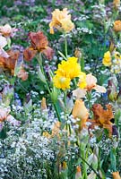 Iris germanica et Iris 'Cable Car' avec Anthriscus sylvestris 'Ravenswing' - Le Jardin Laurent Perrier, RHS Chelsea Flower Show 2007