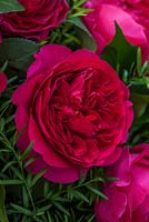 Rose rouge dans un arrangement. Rose 'Darcey' une variété de fleurs coupées de David Austin Roses