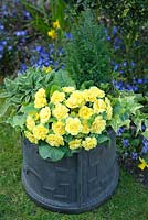 Primula 'Belarina', Rosette Butter Yellow. Primevère double.