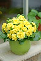 Primula 'Belarina' Rosette Butter Yellow. Primevère double.