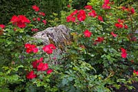 Rosa rugosa 'Robusta' - rosier et grand lichen et vert Bryophyta - rocher couvert de mousse dans le jardin de campagne en été, Québec, Canada