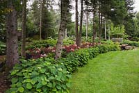 Parterre de fleurs planté d'hydrangea arborescens 'Annabelle' arbustes et rouge bourgogne Astilbe X arendsii 'Burgunderrot' dans le jardin de la cour avant en été, Québec, Canada