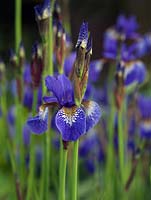 Iris sibirica, une plante herbacée vivace rhizomateuse préférant un sol humide.
