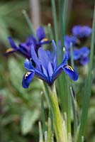 Iris reticulata, bulbes à floraison précoce idéaux pour les pots, généralement d'environ 10-15 cm de haut avec de grandes fleurs longues.